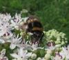 Bombus sp.